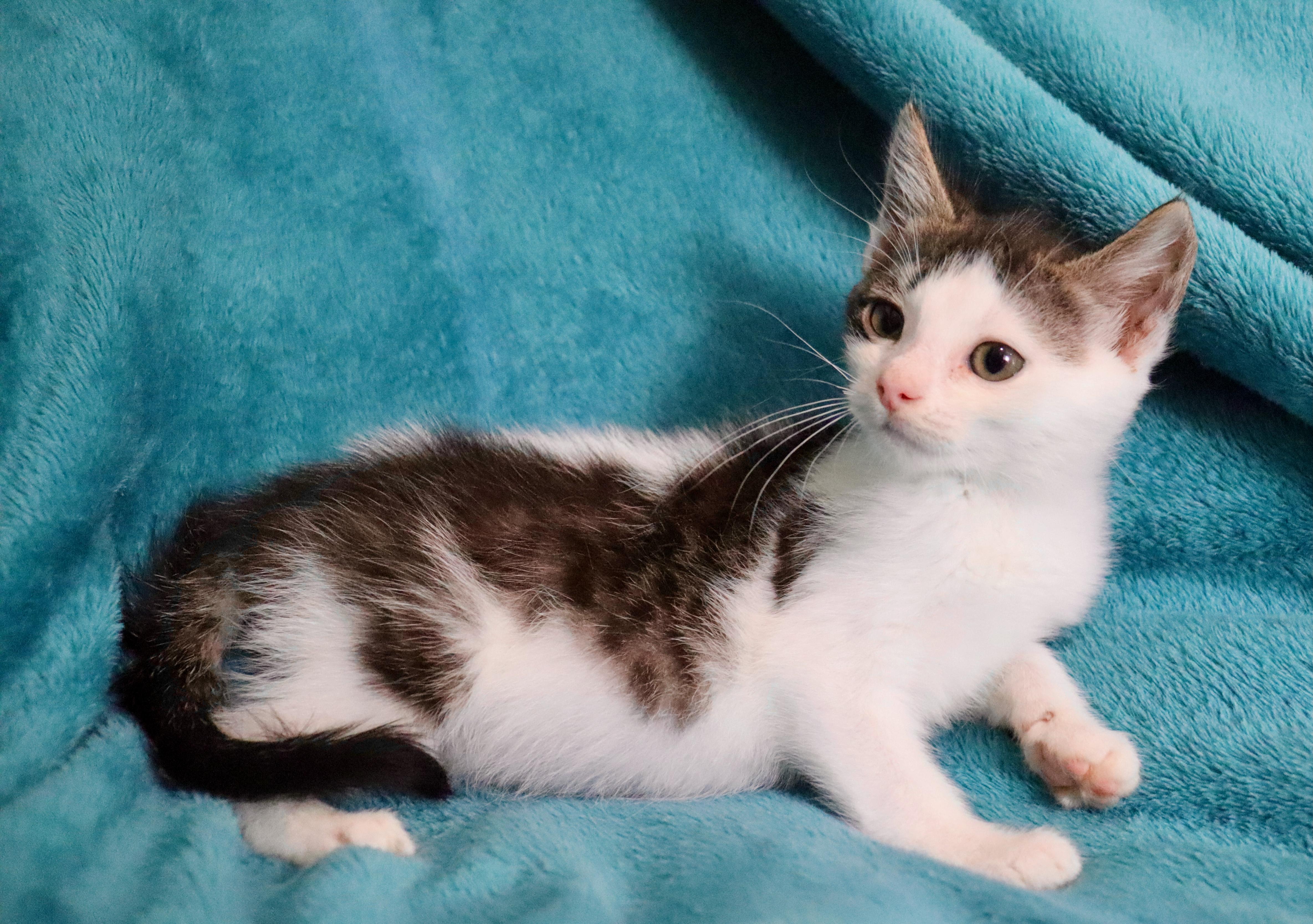 Enlarge Denali, a Adoptable mixed breed in Saint Augustine, FL image 2/5