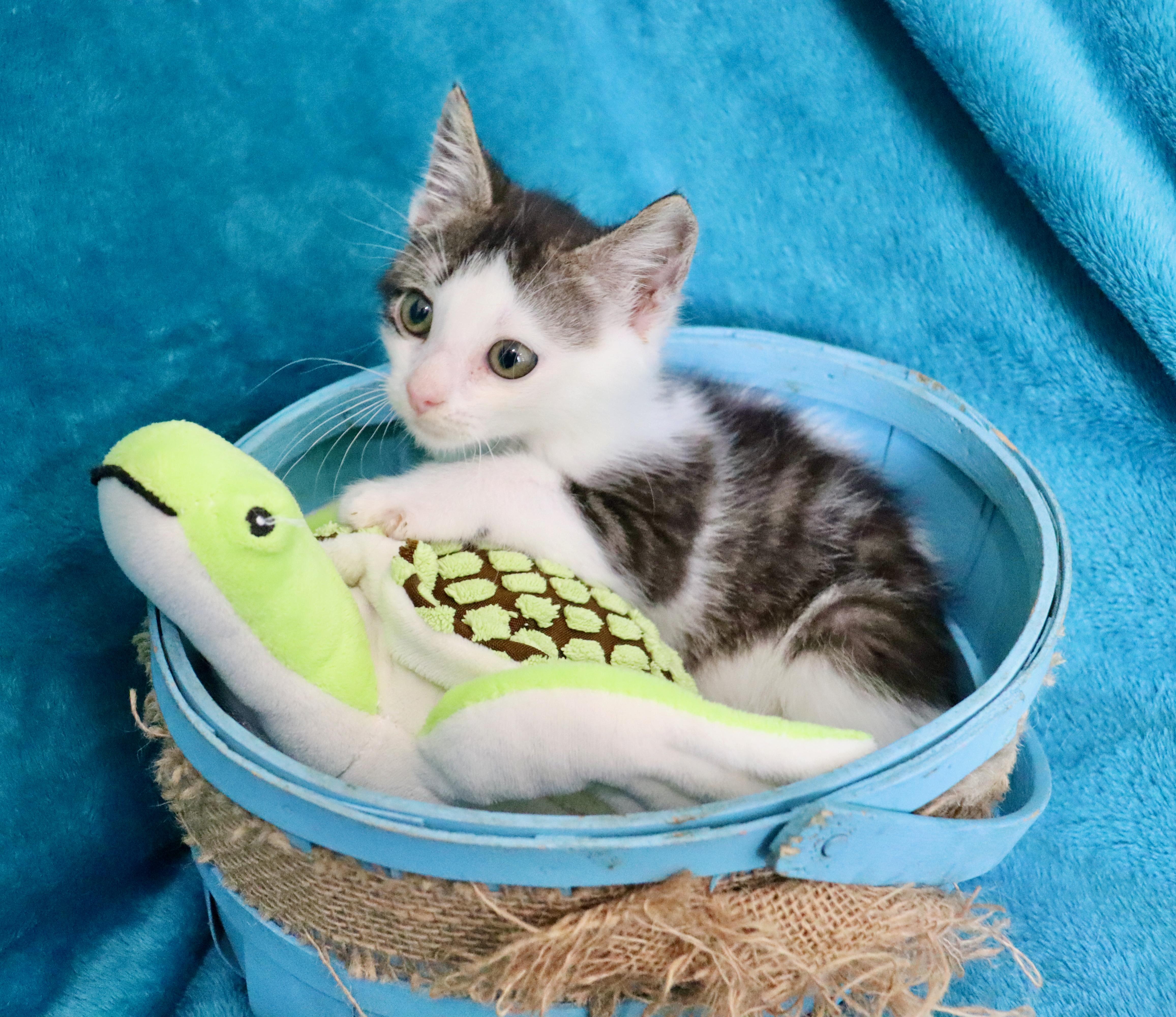 Enlarge Denali, a Adoptable mixed breed in Saint Augustine, FL image 5/5