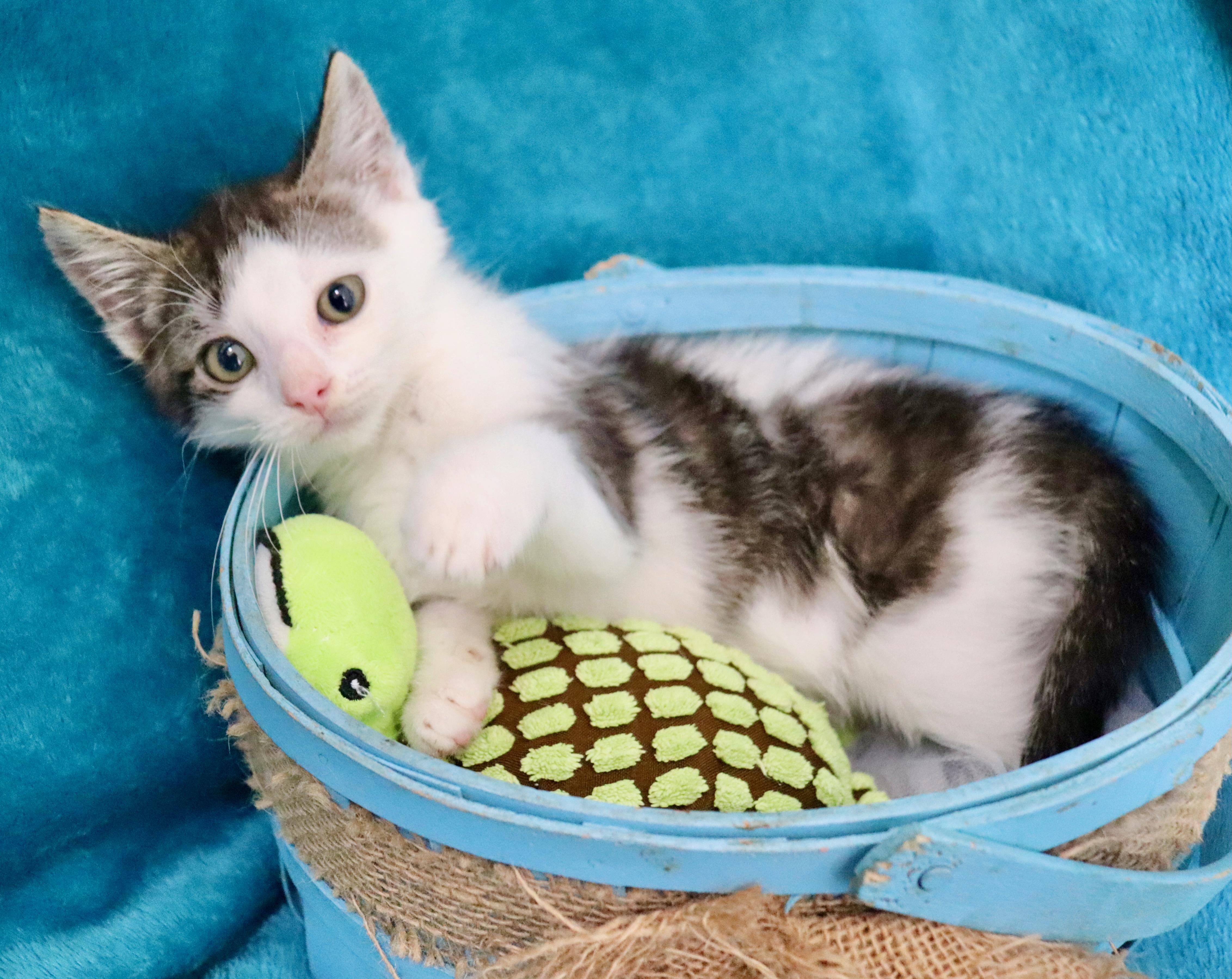 Enlarge Denali, a Adoptable mixed breed in Saint Augustine, FL image 3/5
