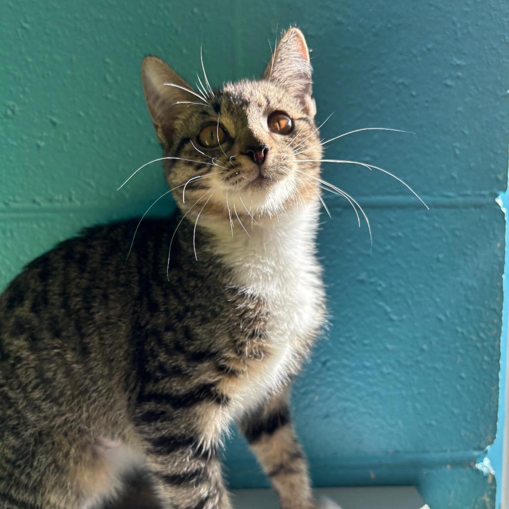 Bugsy, Adoptable, Young Male Domestic Short Hair.