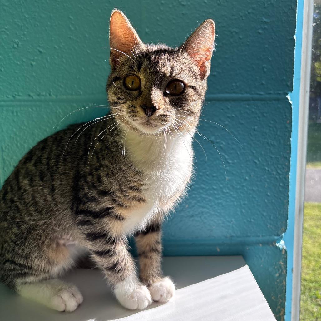 Enlarge Bugsy, a Adoptable Domestic Short Hair in Roxboro, NC image 2/4