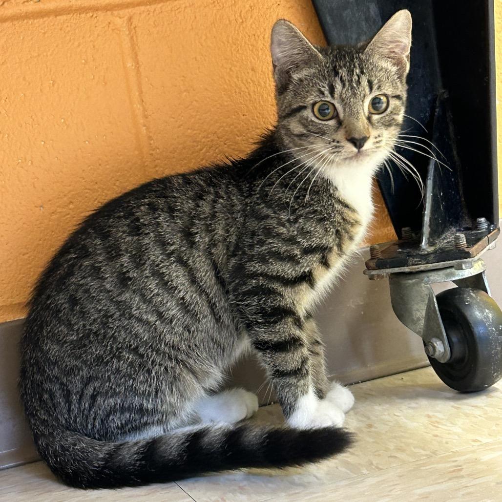 Enlarge Bugsy, a Adoptable Domestic Short Hair in Roxboro, NC image 3/4