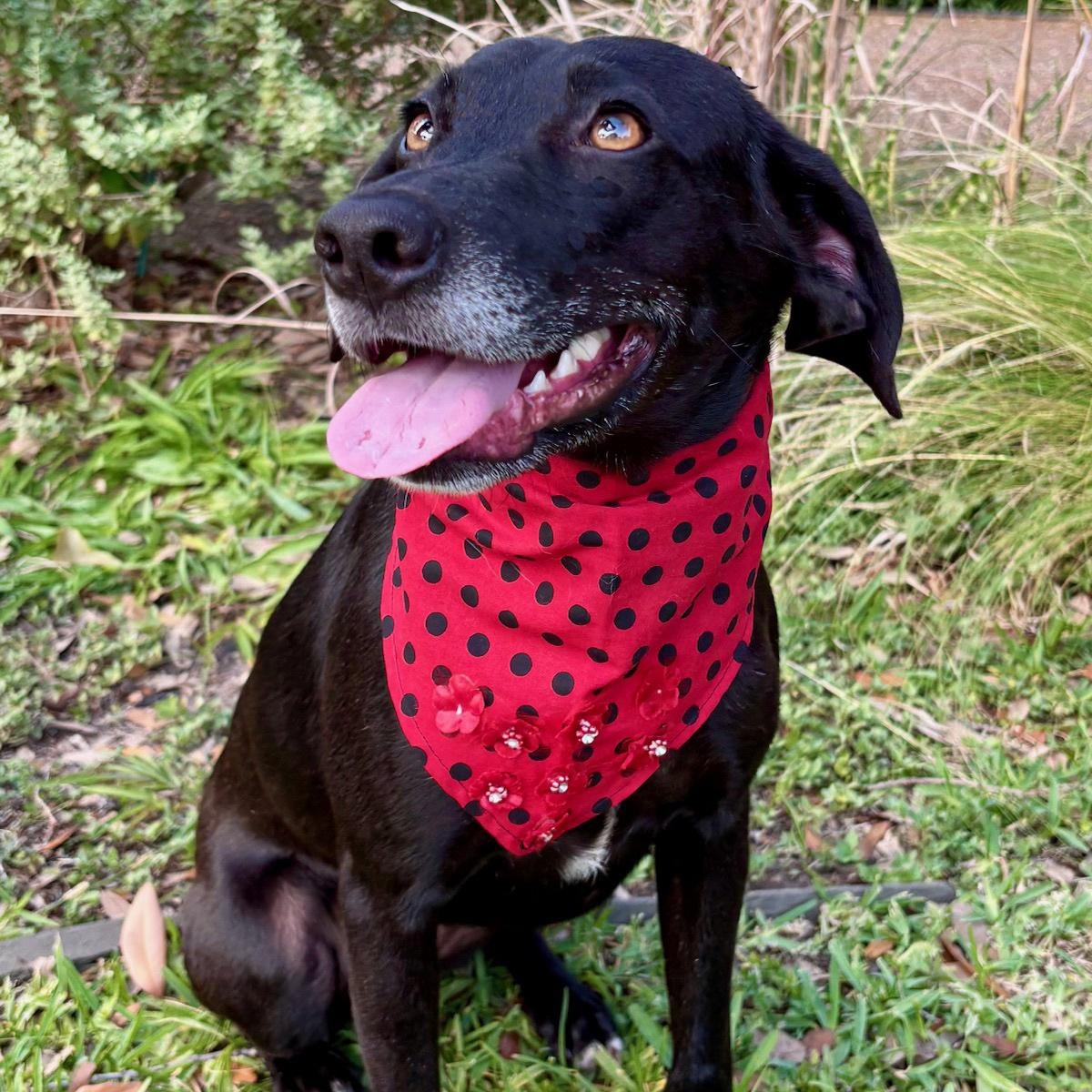 LACY - WHAT A GORGEOUS GIRL - SEE VIDEO!, Adoptable, Adult Female Labrador Retriever & Beagle.