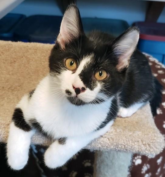 Dill, Adoptable, Young Male Domestic Short Hair.