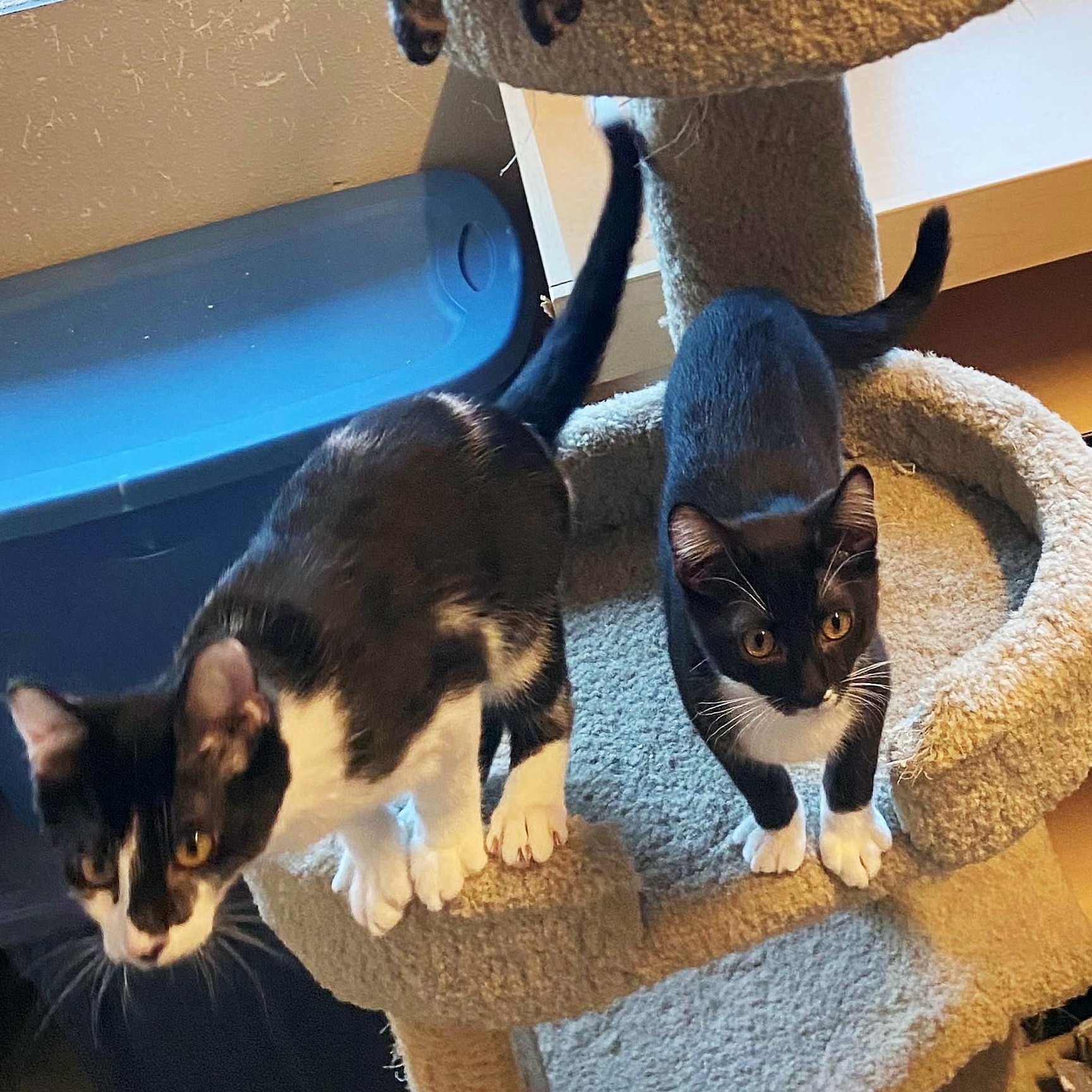 Enlarge Dill, a Adoptable Domestic Short Hair in Eugene, OR image 2/4