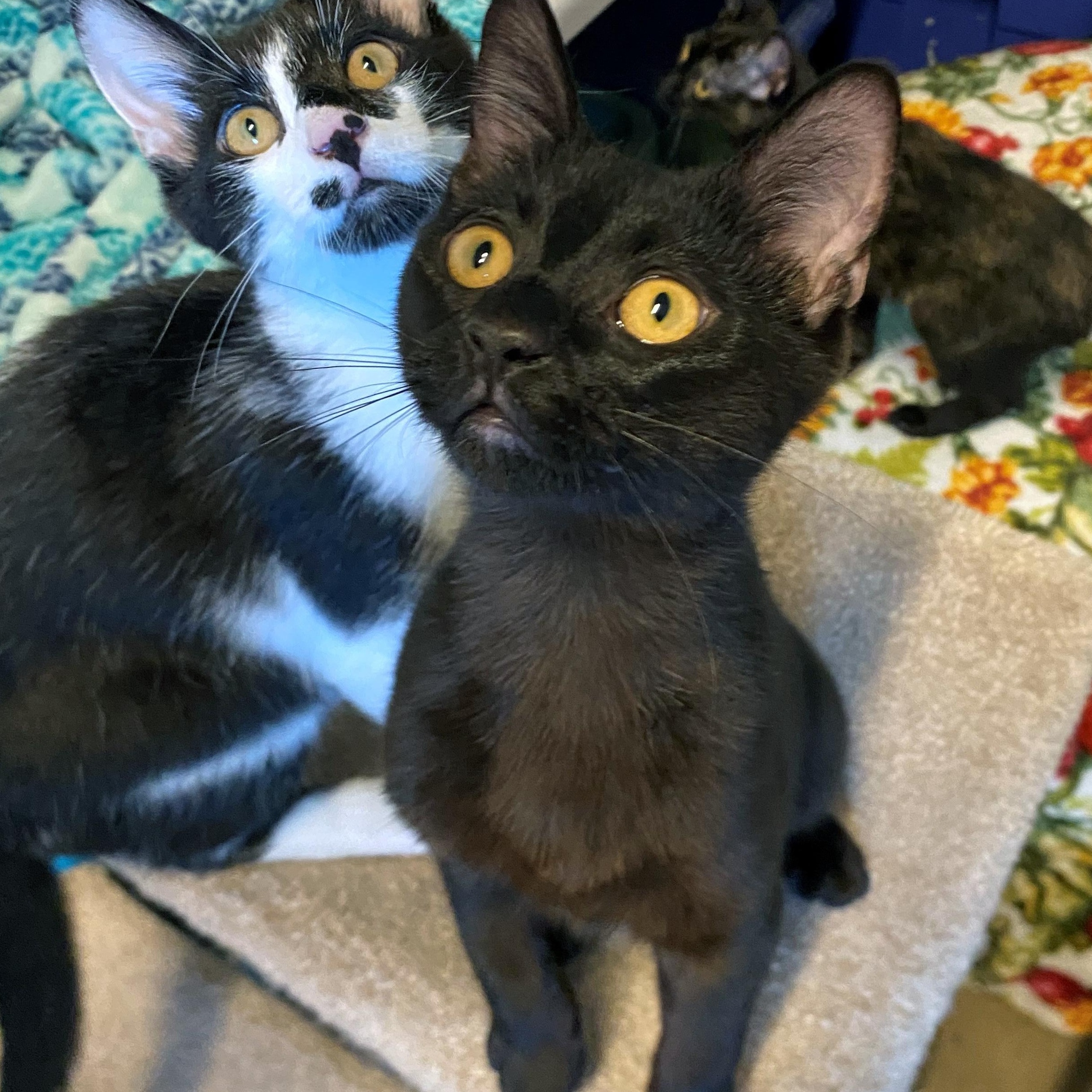 Enlarge Dill, a Adoptable Domestic Short Hair in Eugene, OR image 3/4