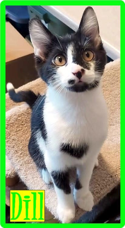 Enlarge Dill, a Adoptable Domestic Short Hair in Eugene, OR image 4/4