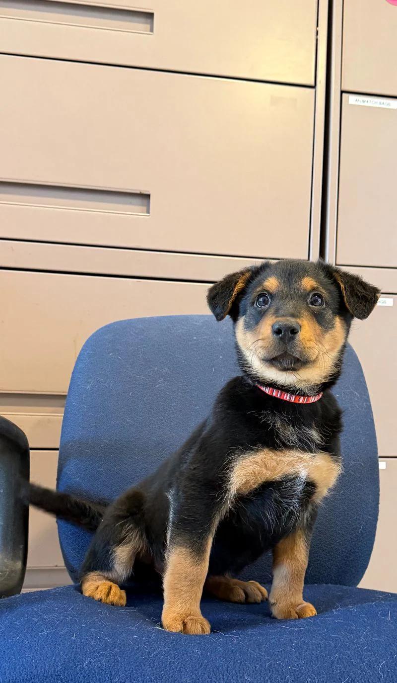 Enlarge Bow, an adopted mixed breed in Pointe-Fortune, QC image 2/3