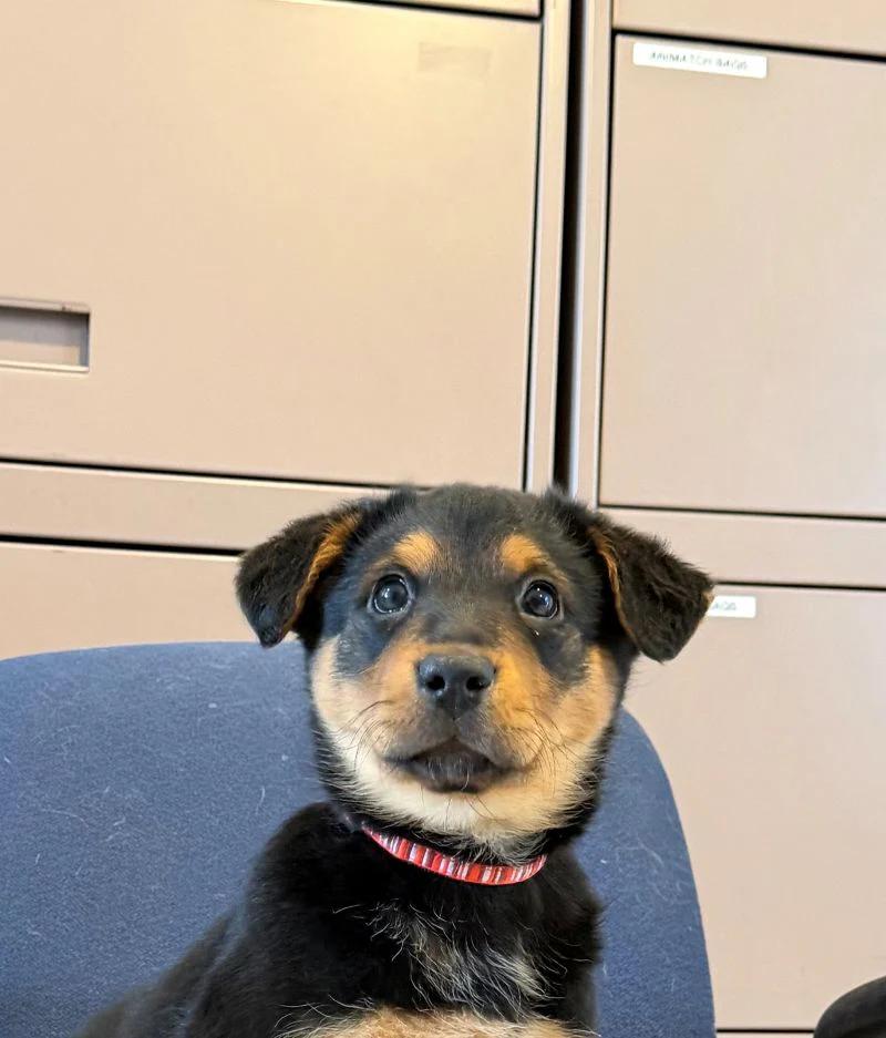 Bow, ADOPTABLE, Puppy Female Labrador Retriever.