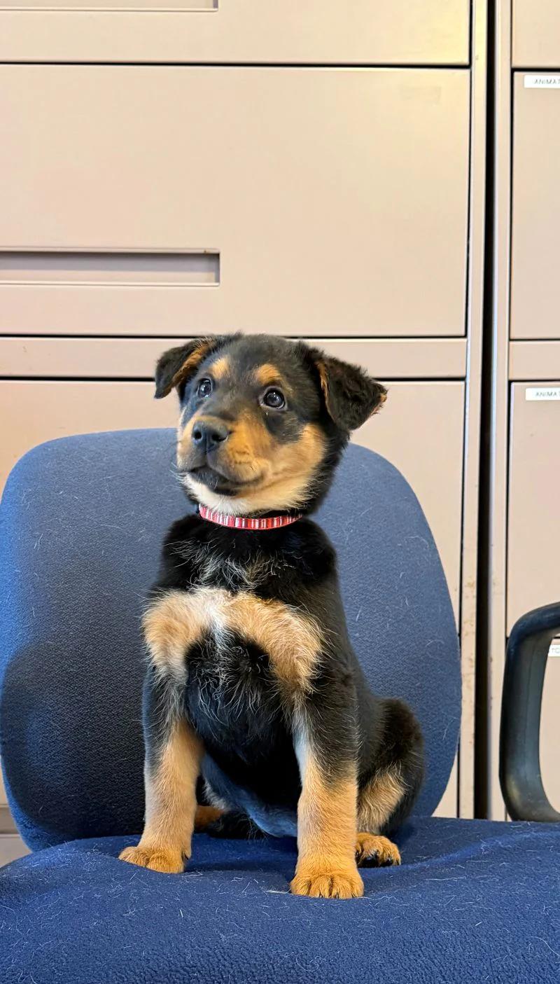 Enlarge Bow, an adopted mixed breed in Pointe-Fortune, QC image 3/3