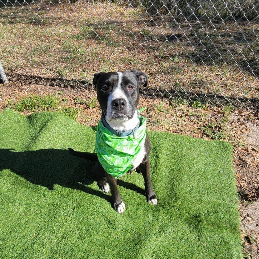 Luna, Adoptable, Adult Female Pit Bull Terrier.