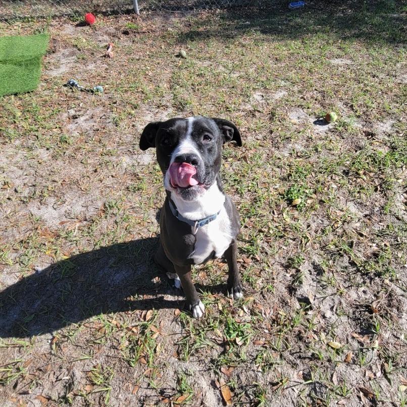 Luna, Adoptable, Adult Female Pit Bull Terrier.