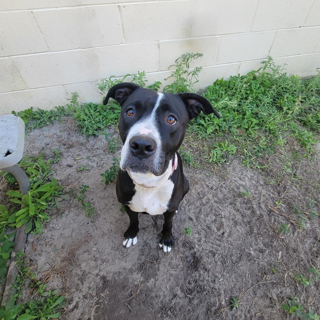 Luna, Adoptable, Adult Female Pit Bull Terrier.