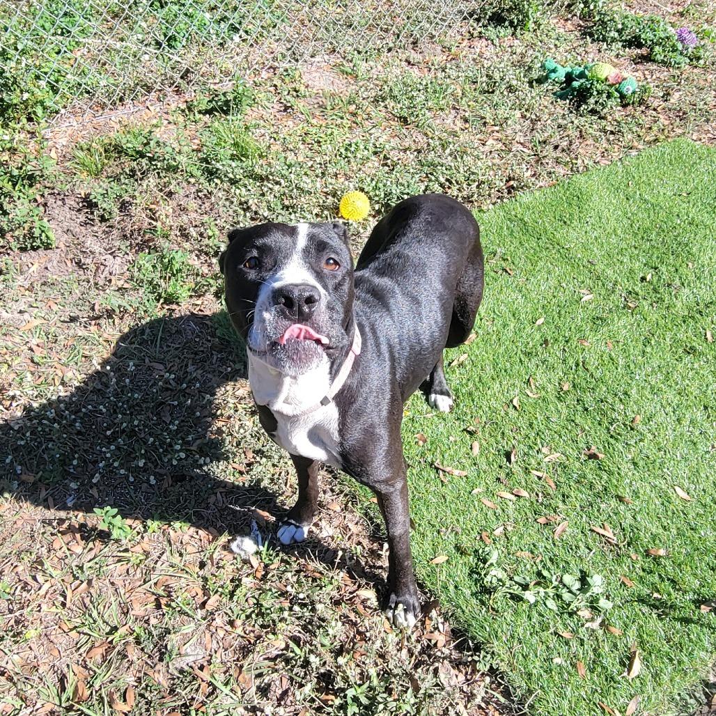 Luna, a Adoptable Pit Bull Terrier in Lake Panasoffkee, FL image 2/6