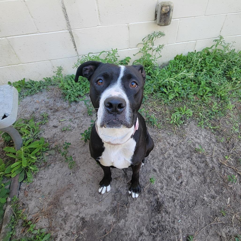 Luna, a Adoptable Pit Bull Terrier in Lake Panasoffkee, FL image 4/6