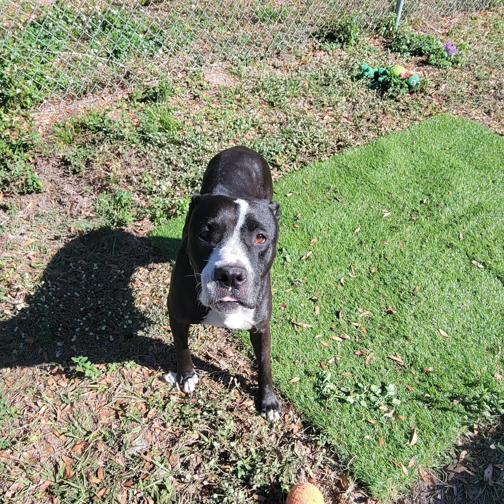 Luna, a Adoptable Pit Bull Terrier in Lake Panasoffkee, FL image 5/6
