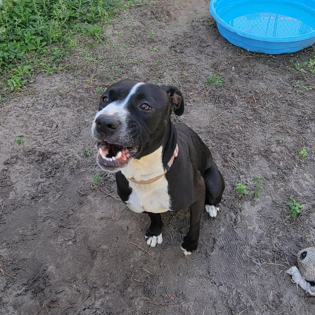 Enlarge Luna, a Adoptable Pit Bull Terrier in Lake Panasoffkee, FL image 6/6