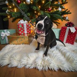 Luna, a Adoptable Pit Bull Terrier in Lake Panasoffkee, FL image 6/6