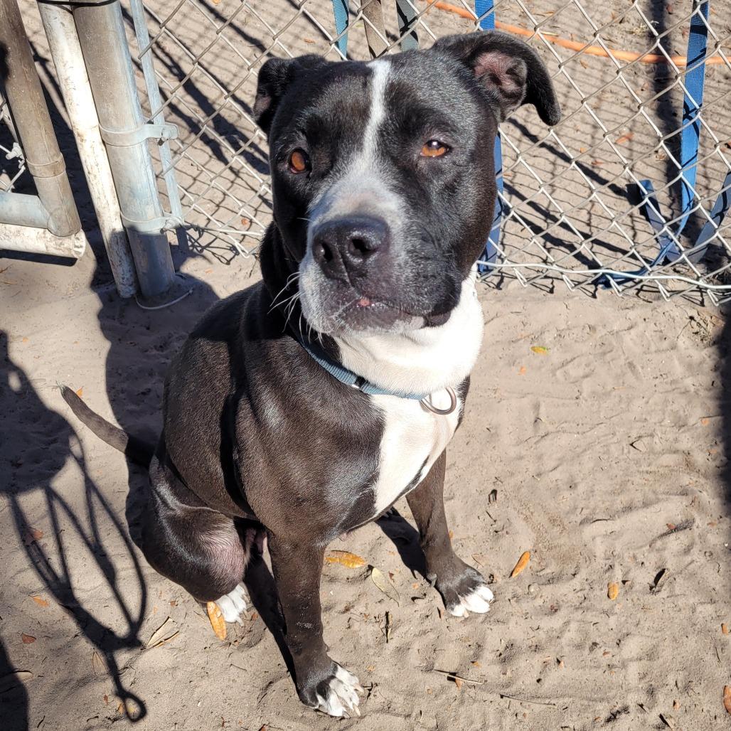 Enlarge Luna, a Adoptable Pit Bull Terrier in Lake Panasoffkee, FL image 6/6