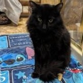 Enlarge Sambuca, a ADOPTABLE Domestic Long Hair in Annapolis, MD image 1/4