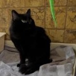 Enlarge Sambuca, a ADOPTABLE Domestic Long Hair in Annapolis, MD image 2/4