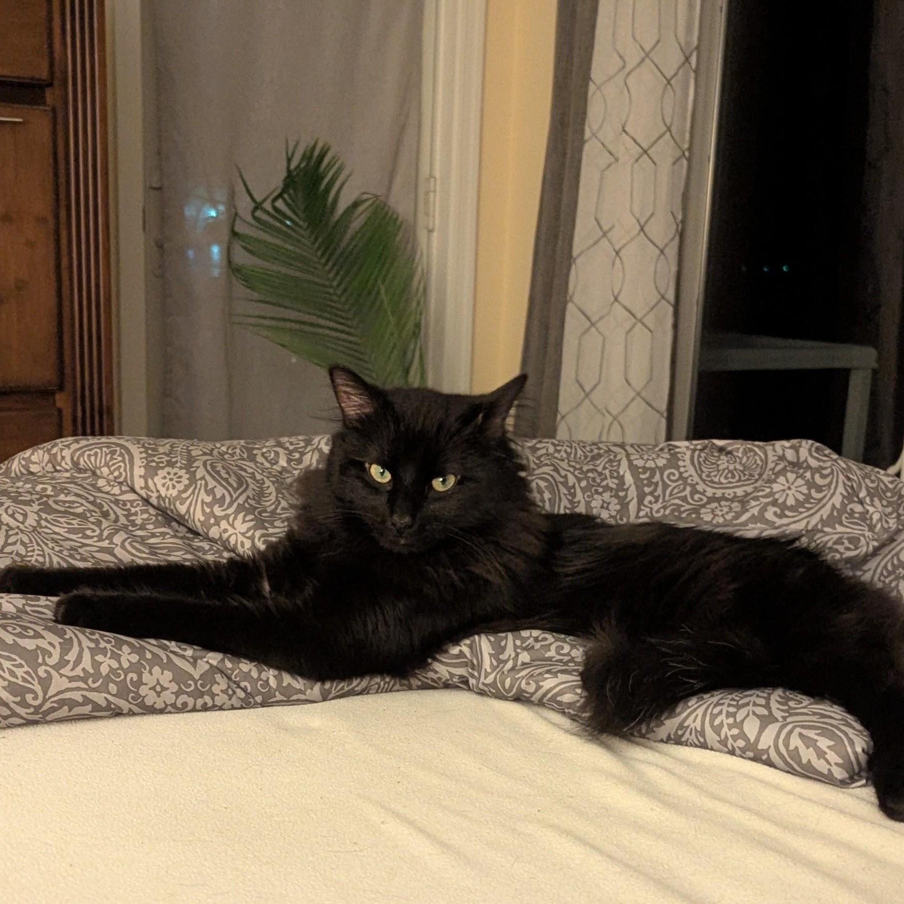 Enlarge Sambuca, an adopted Domestic Long Hair in Annapolis, MD image 1/4