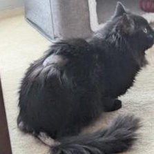 Enlarge Sambuca, a ADOPTABLE Domestic Long Hair in Annapolis, MD image 3/4