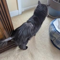 Enlarge Sambuca, a ADOPTABLE Domestic Long Hair in Annapolis, MD image 4/4