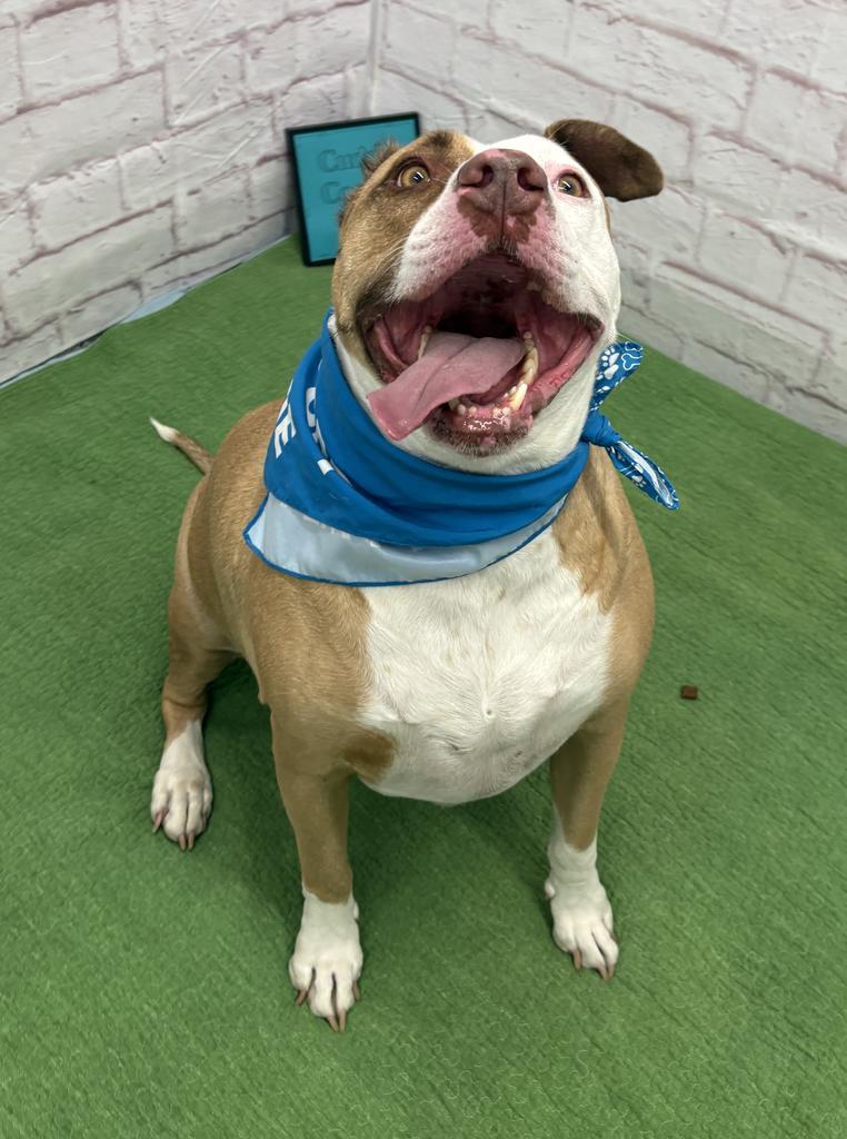 Enlarge Vincent, a Adoptable mixed breed in Detroit, MI image 1/6
