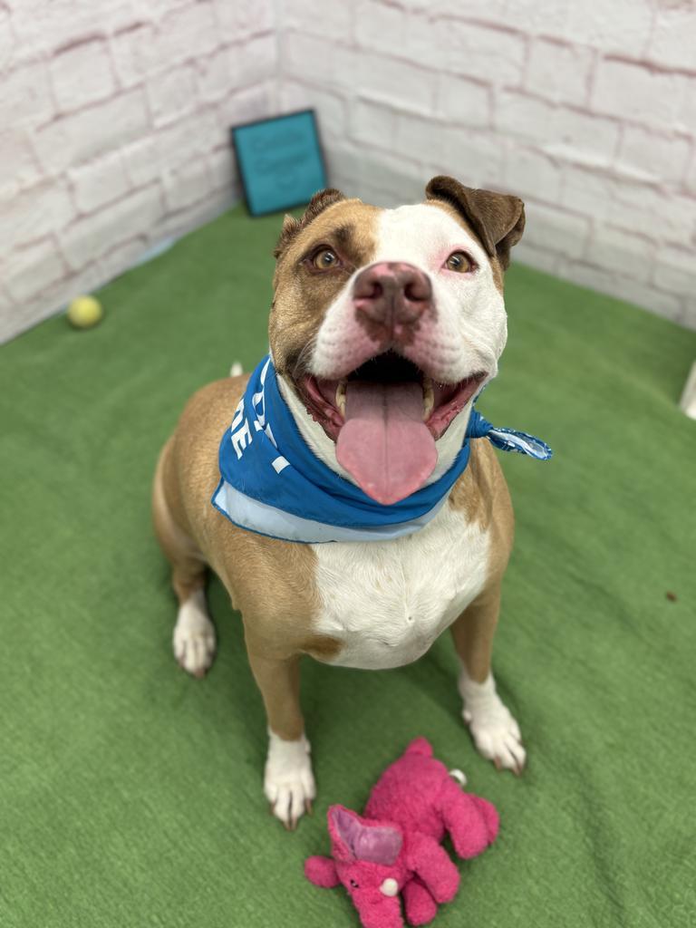Enlarge Vincent, a Adoptable mixed breed in Detroit, MI image 2/6
