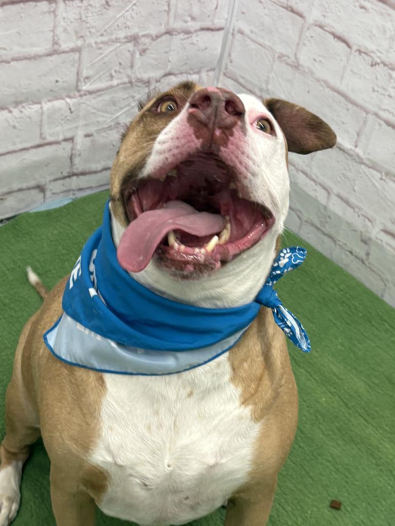 Enlarge Vincent, a Adoptable mixed breed in Detroit, MI image 3/6
