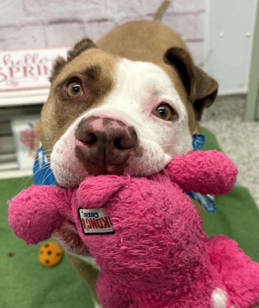 Enlarge Vincent, a Adoptable mixed breed in Detroit, MI image 4/6
