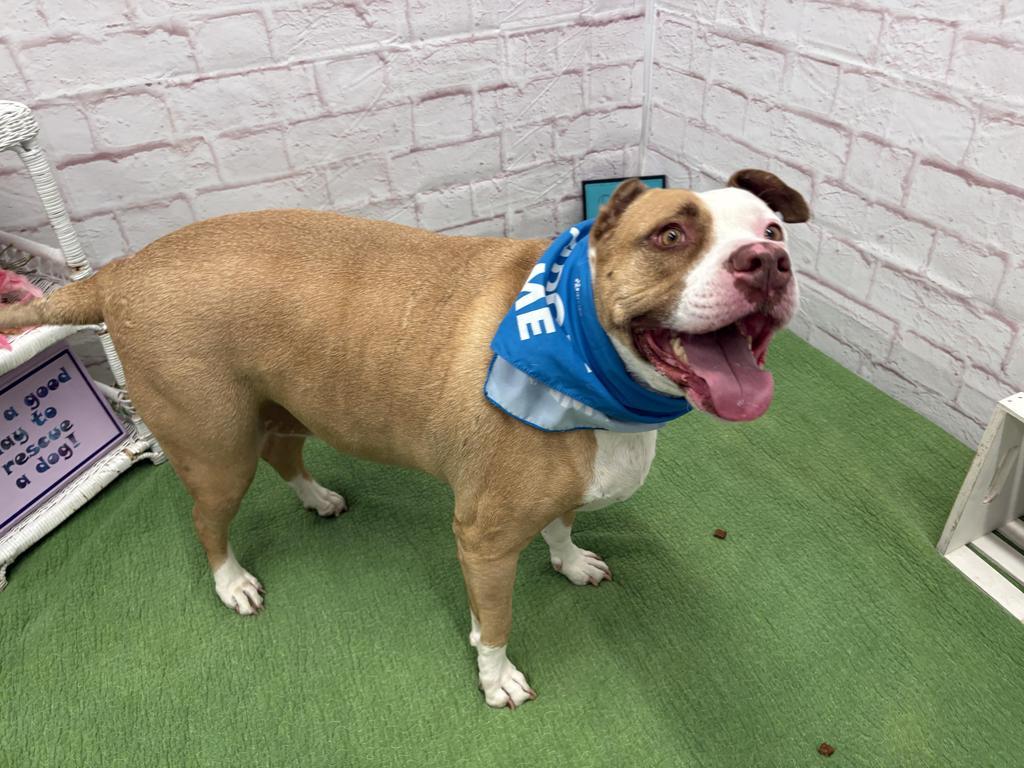 Enlarge Vincent, a Adoptable mixed breed in Detroit, MI image 5/6