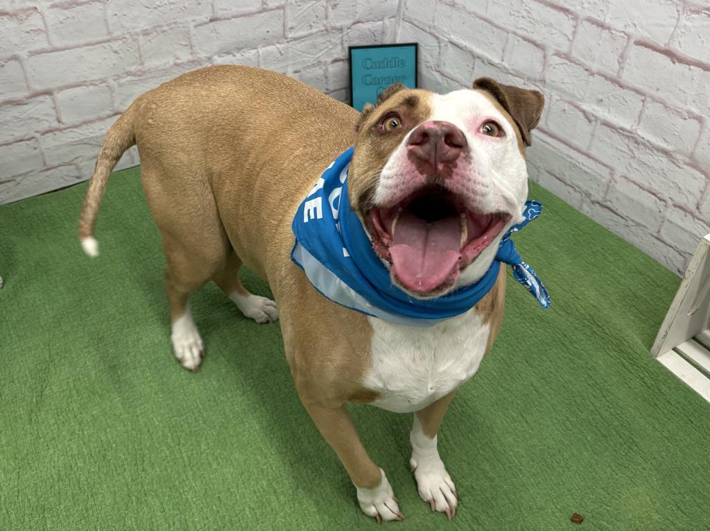 Enlarge Vincent, a Adoptable mixed breed in Detroit, MI image 6/6
