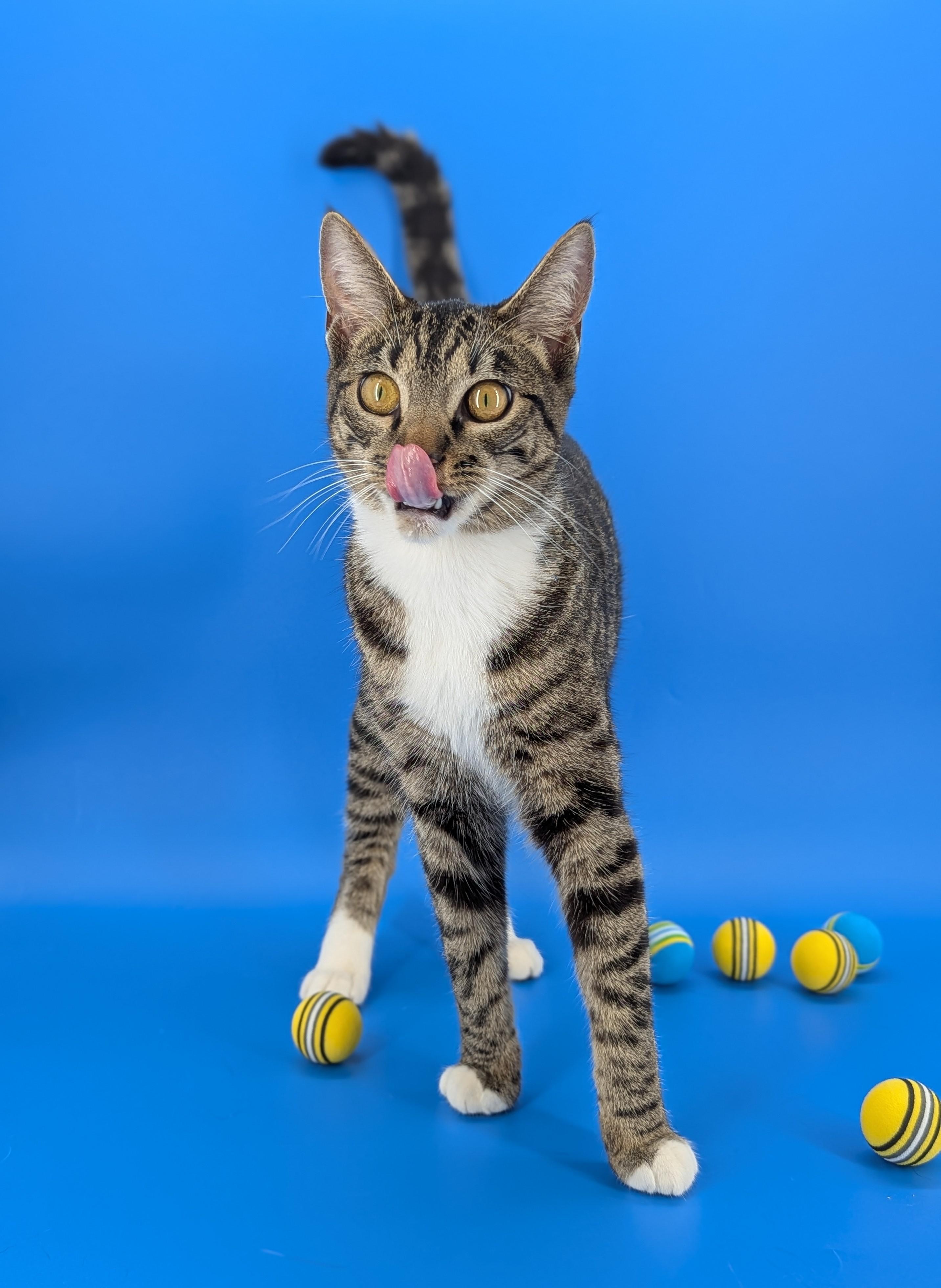 Enlarge Dill (Queen of everything), a Adoptable Tabby in Decatur, GA image 3/6