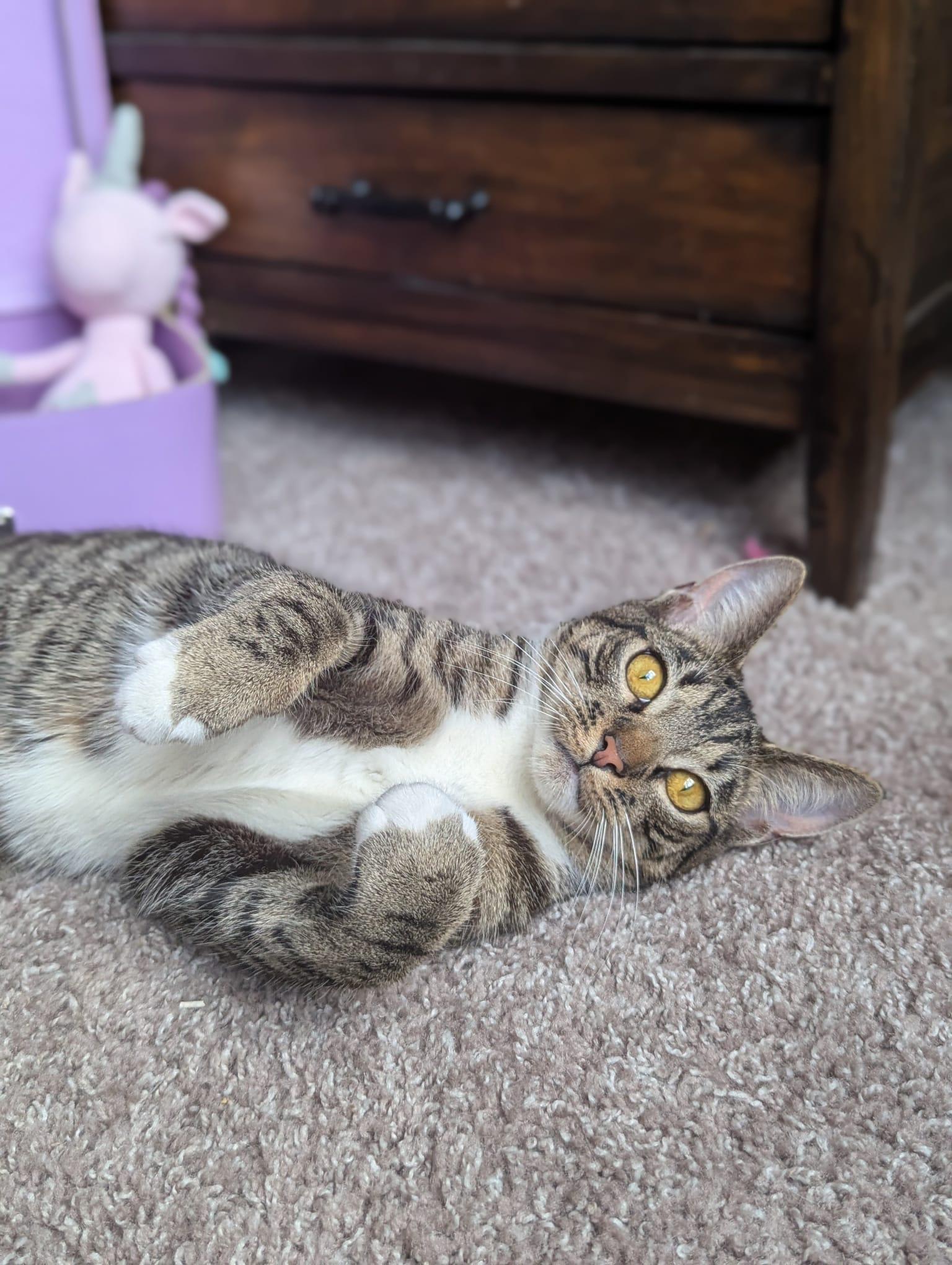 Enlarge Dill (Queen of everything), a Adoptable Tabby in Decatur, GA image 5/6
