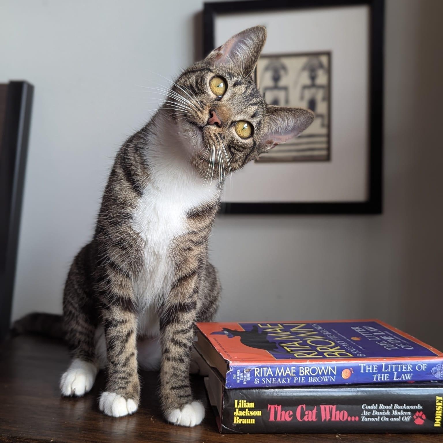 Dill (Queen of everything), Adoptable, Kitten Female Tabby.