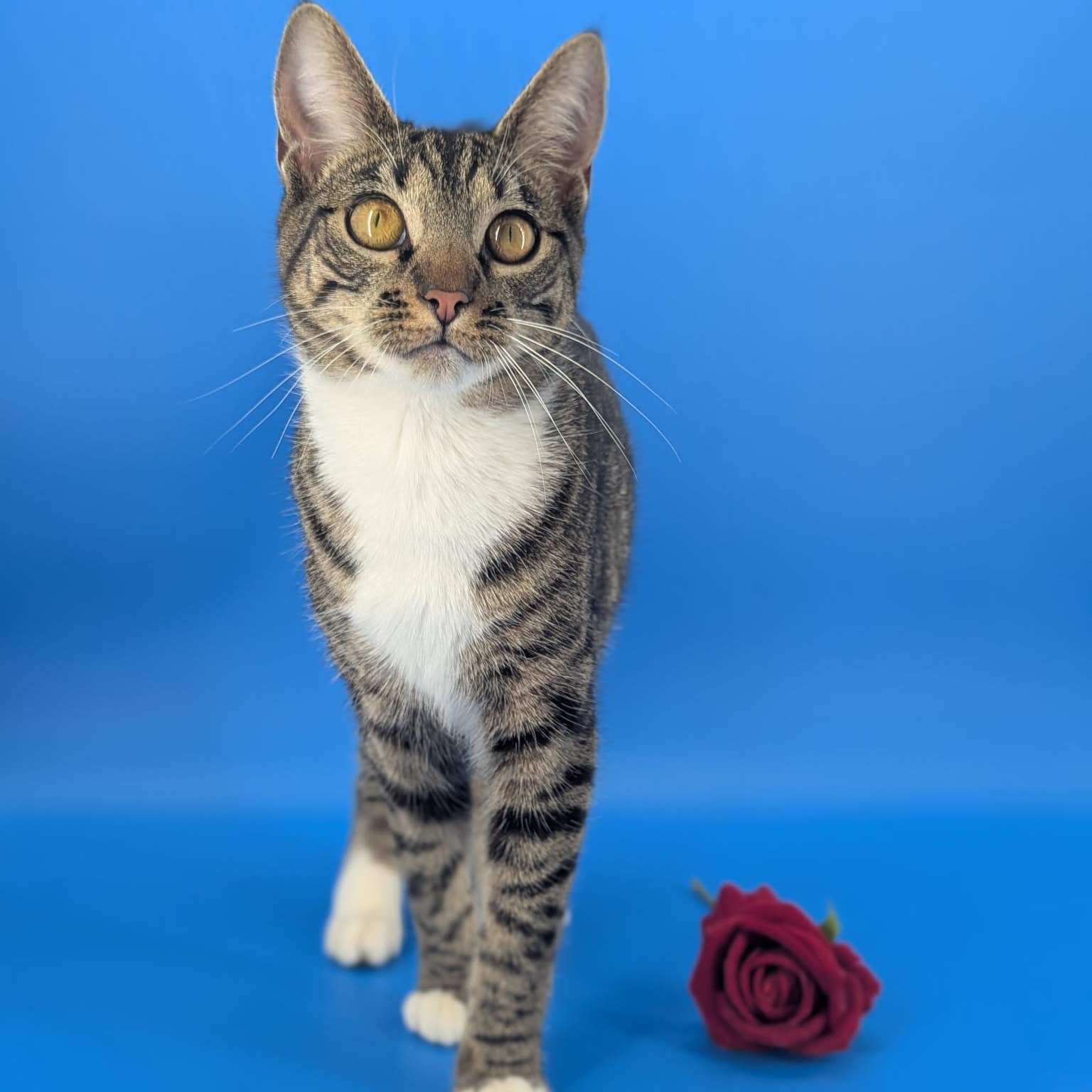 Enlarge Dill (Queen of everything), a Adoptable Tabby in Decatur, GA image 2/6