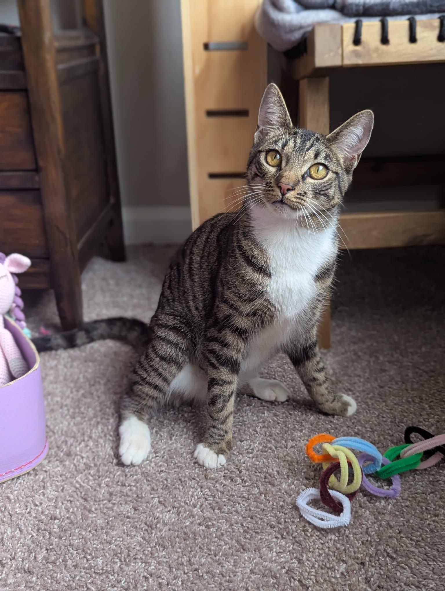 Enlarge Dill (Queen of everything), a Adoptable Tabby in Decatur, GA image 4/6