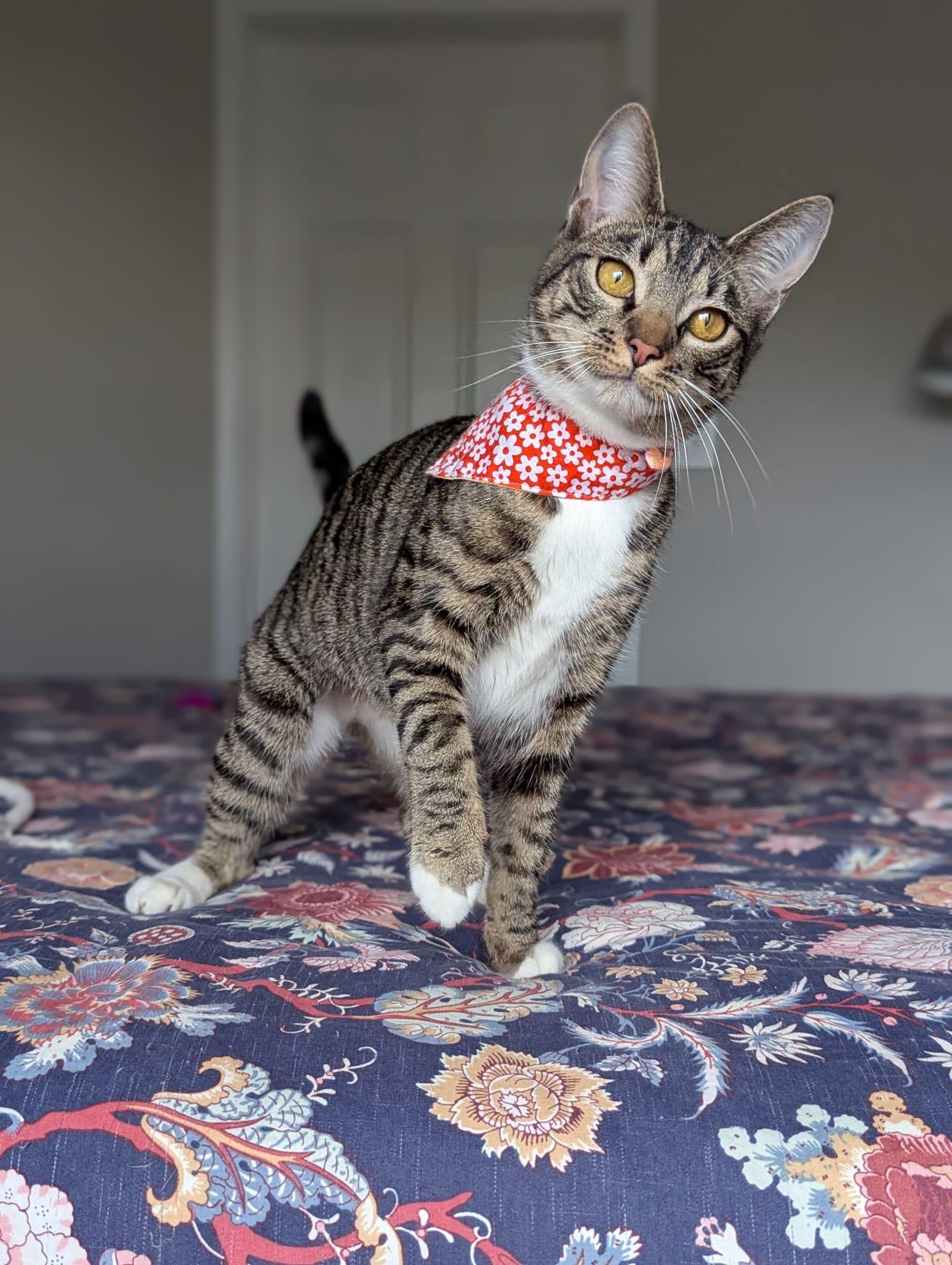 Enlarge Dill (Queen of everything), a Adoptable Tabby in Decatur, GA image 6/6