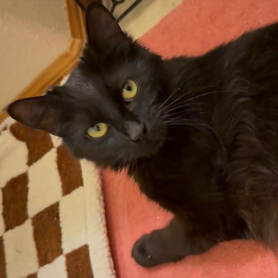 Enlarge Winnebago, a ADOPTABLE Domestic Long Hair in Eugene, OR image 1/1