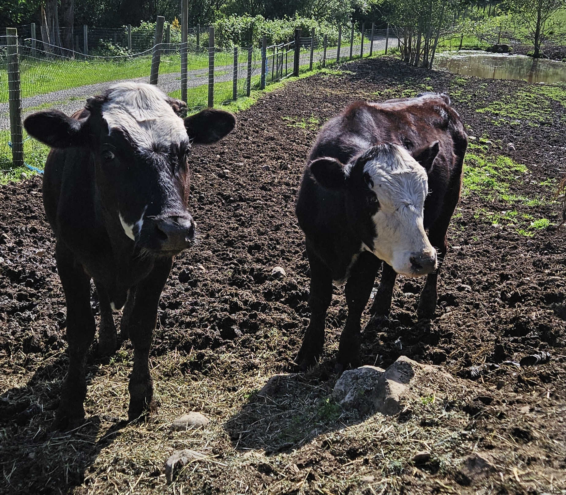 Cow for adoption Toro and Ferdinand, a Cow in Quilcene, WA Petfinder