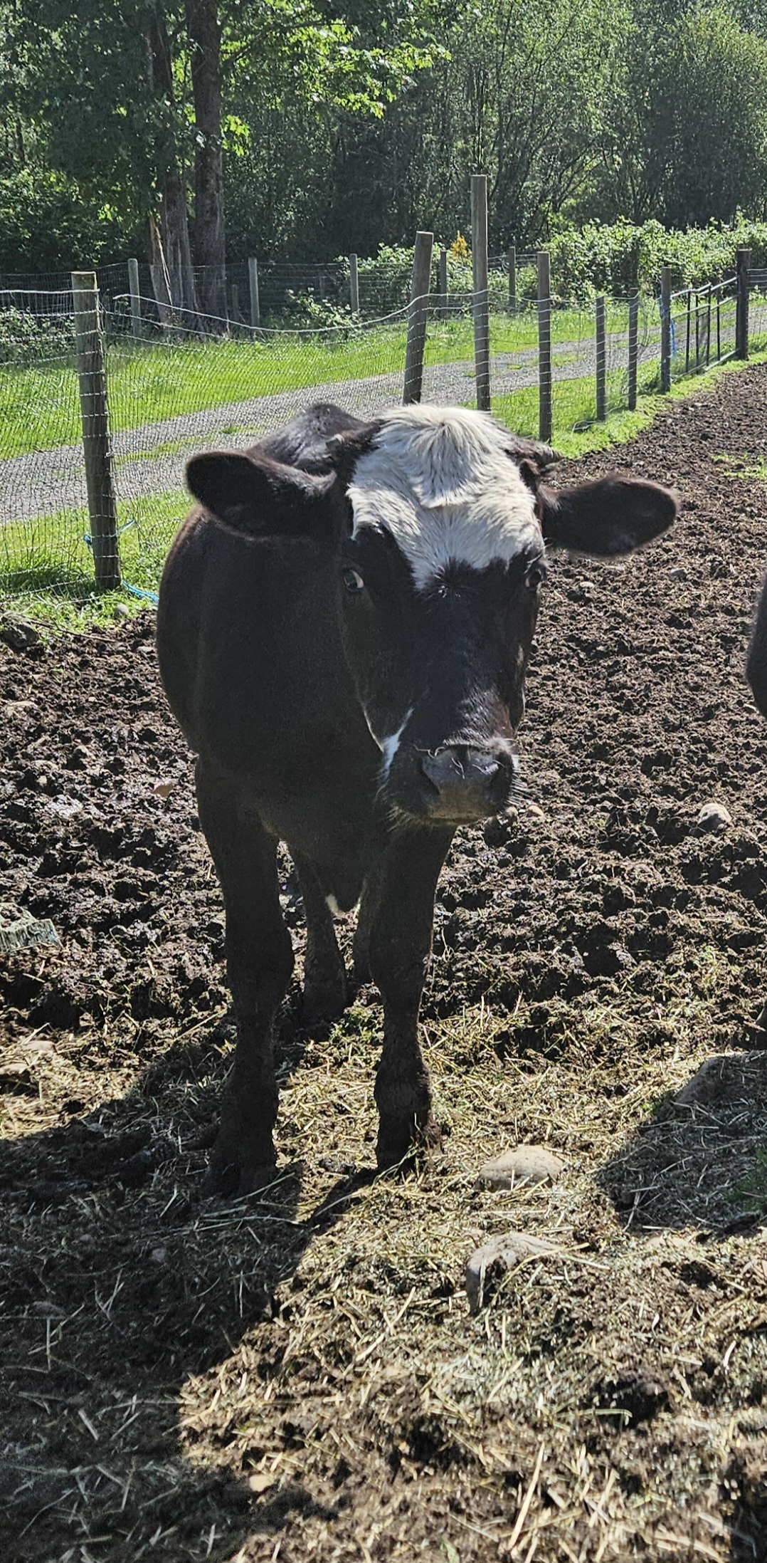 Cow for adoption Toro and Ferdinand, a Cow in Quilcene, WA Petfinder