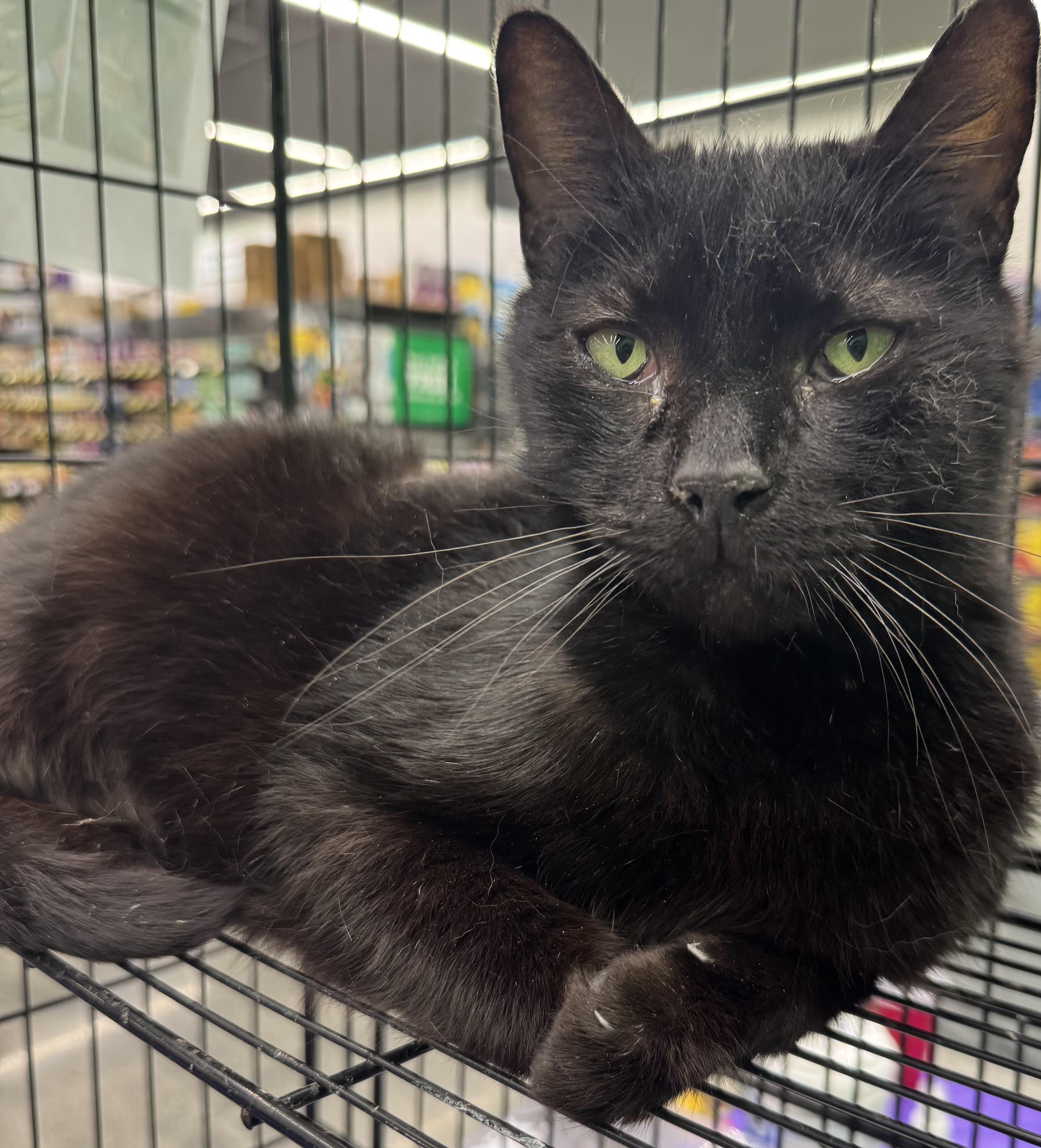 Bear, Adopted, Adult Male Domestic Short Hair.