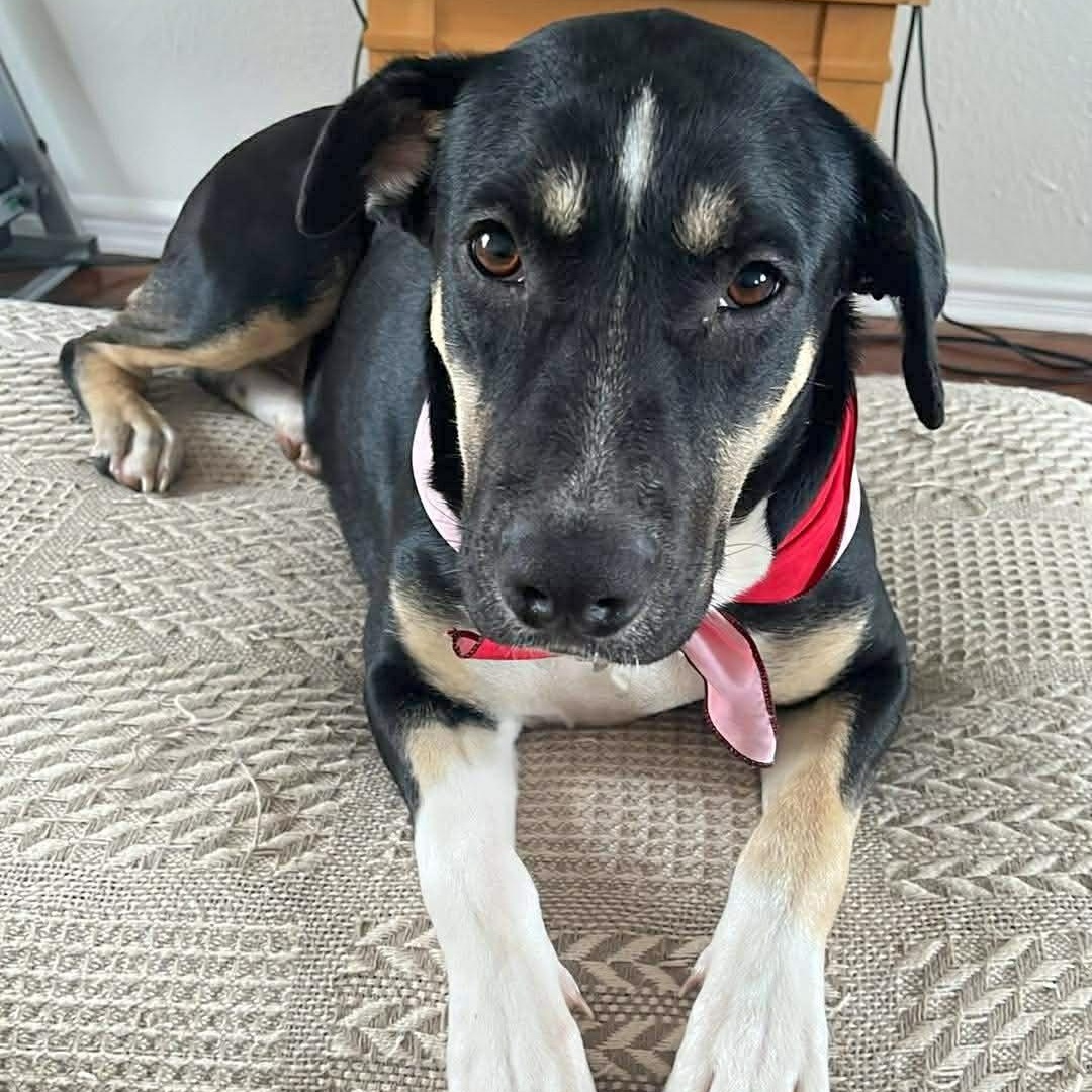 Enlarge Peppermint, an adopted mixed breed in Linthicum Heights, MD image 1/6