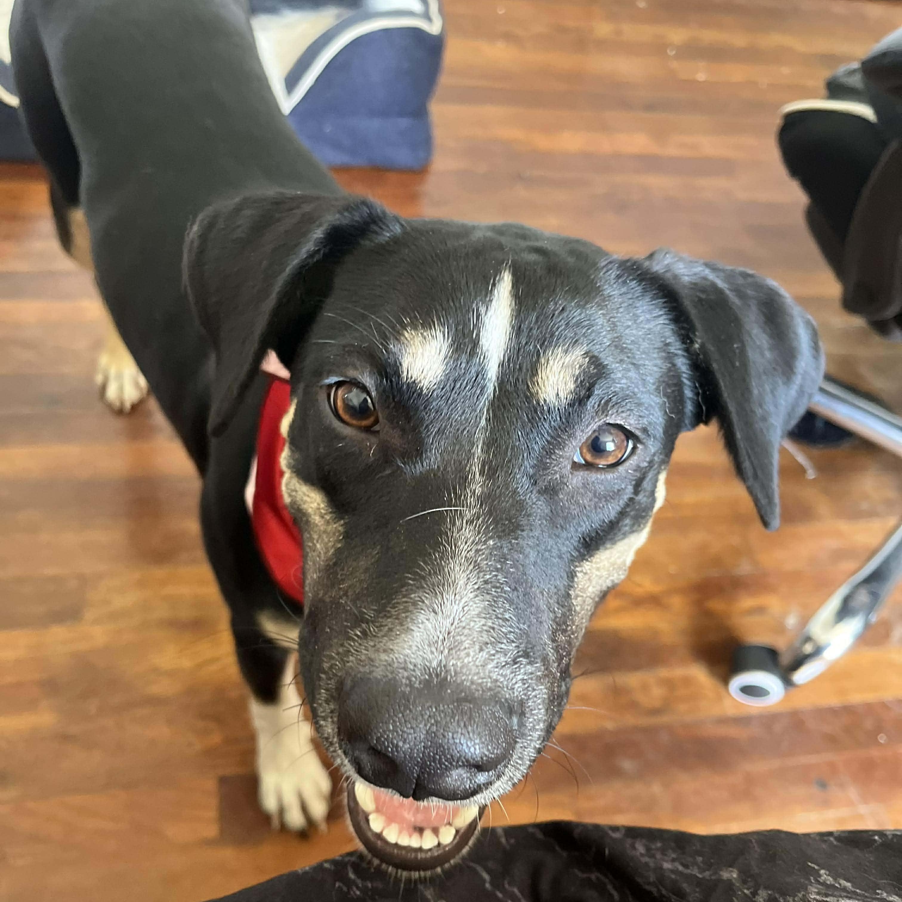 Enlarge Peppermint, an adopted mixed breed in Linthicum Heights, MD image 3/6