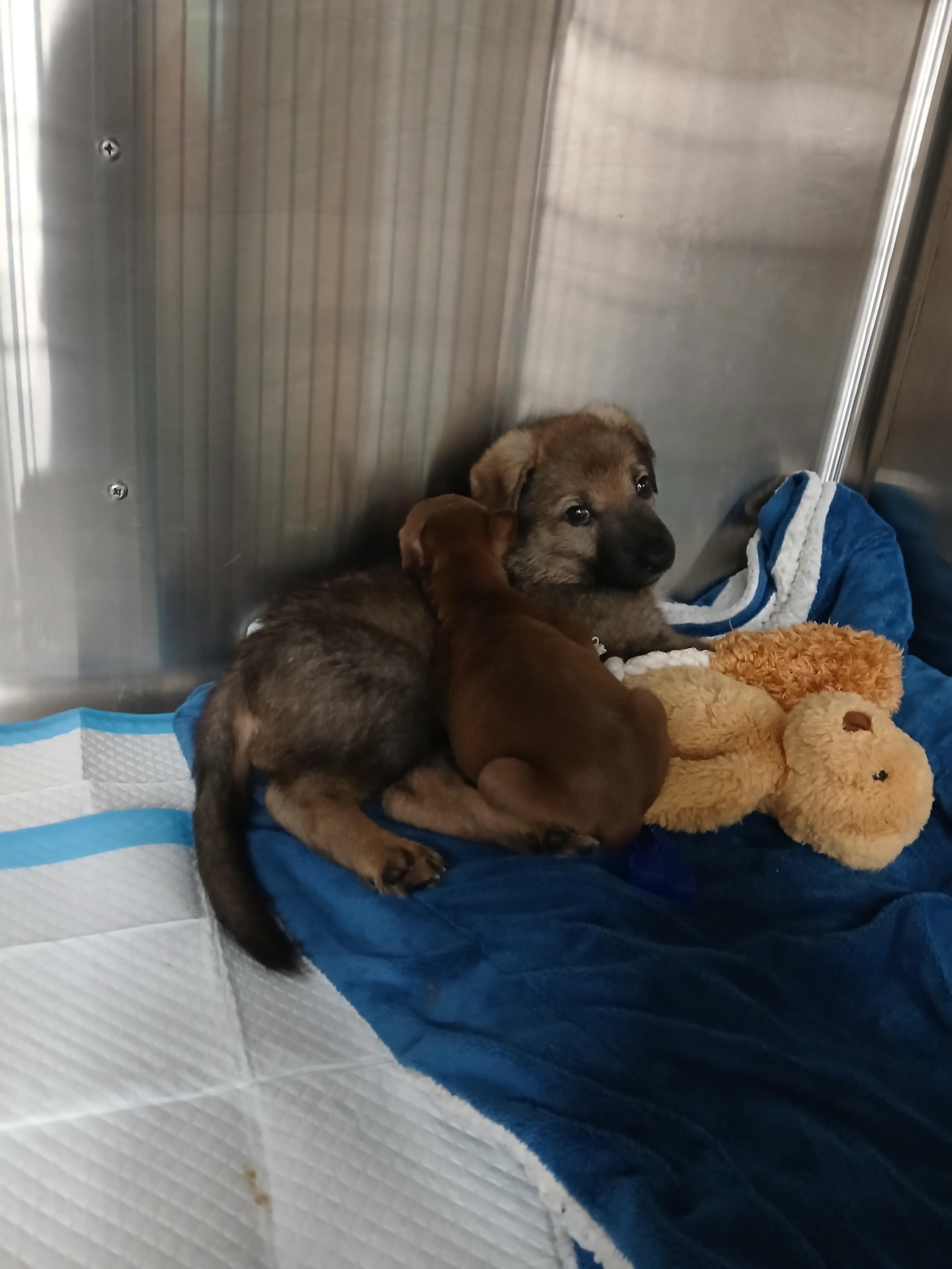 Cricket, ADOPTABLE, Puppy Female German Shepherd Dog.