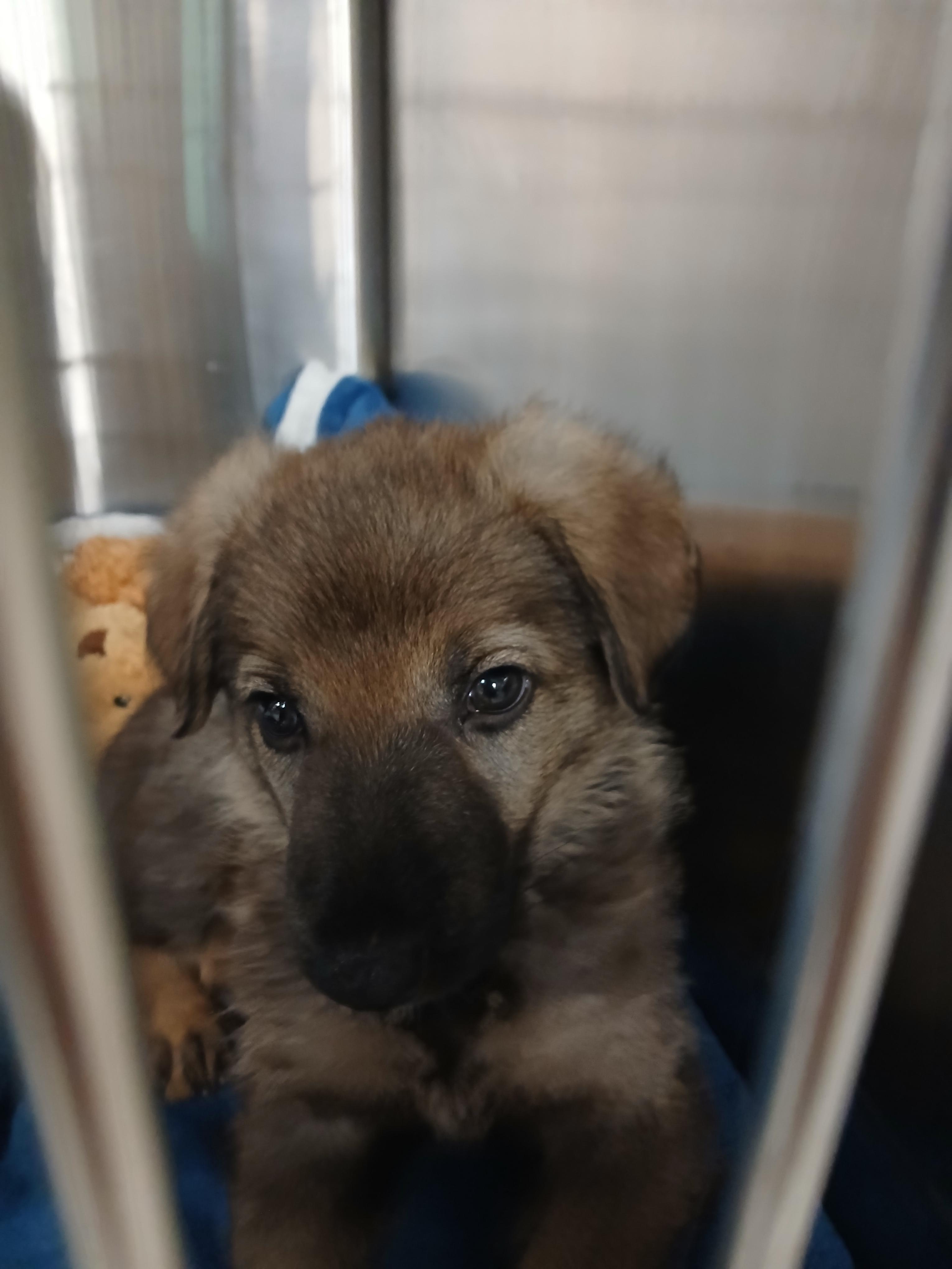Cricket, a ADOPTABLE German Shepherd Dog in Elyria, OH image 3/3