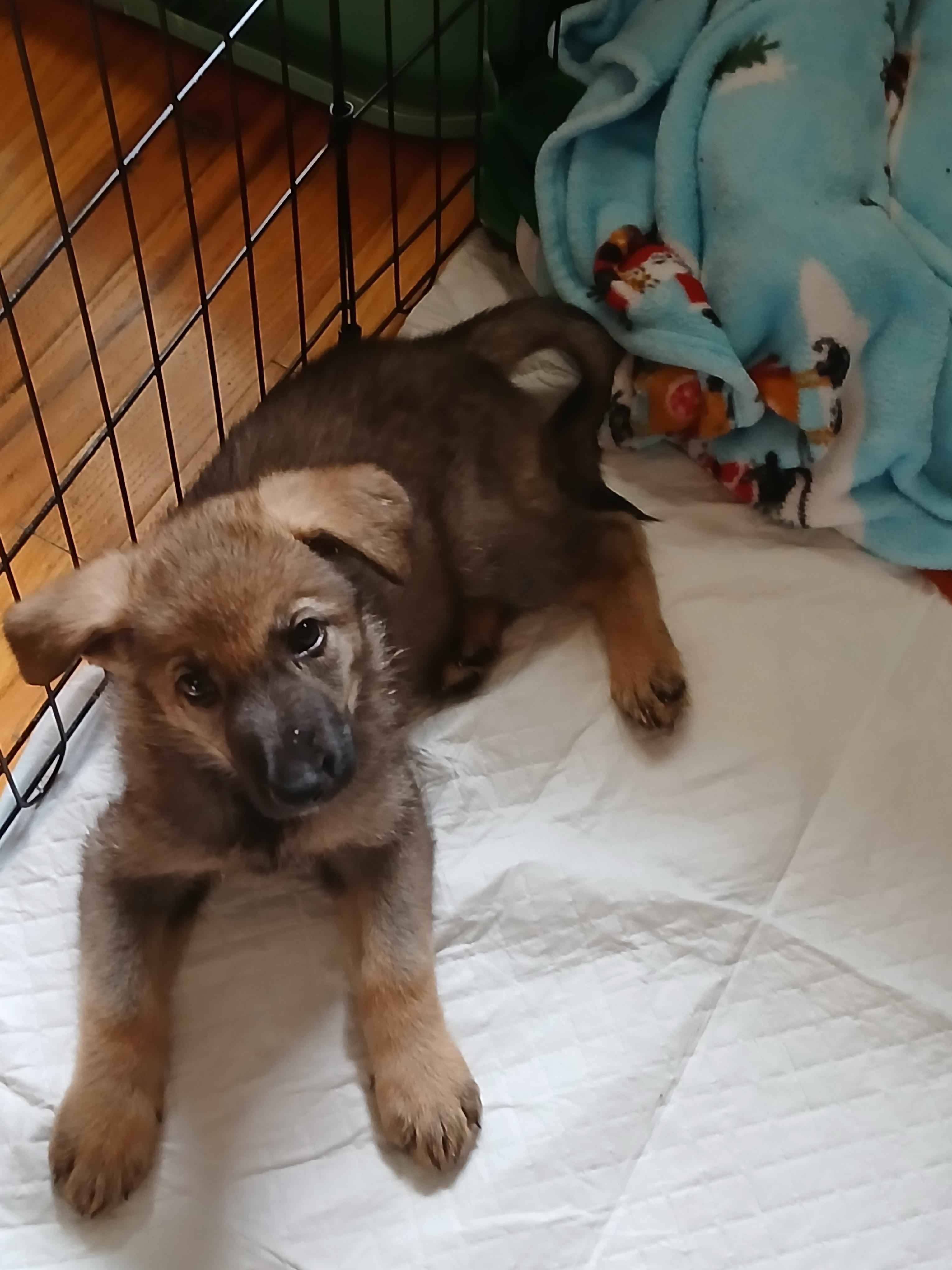 Cricket, a ADOPTABLE German Shepherd Dog in Elyria, OH image 2/3