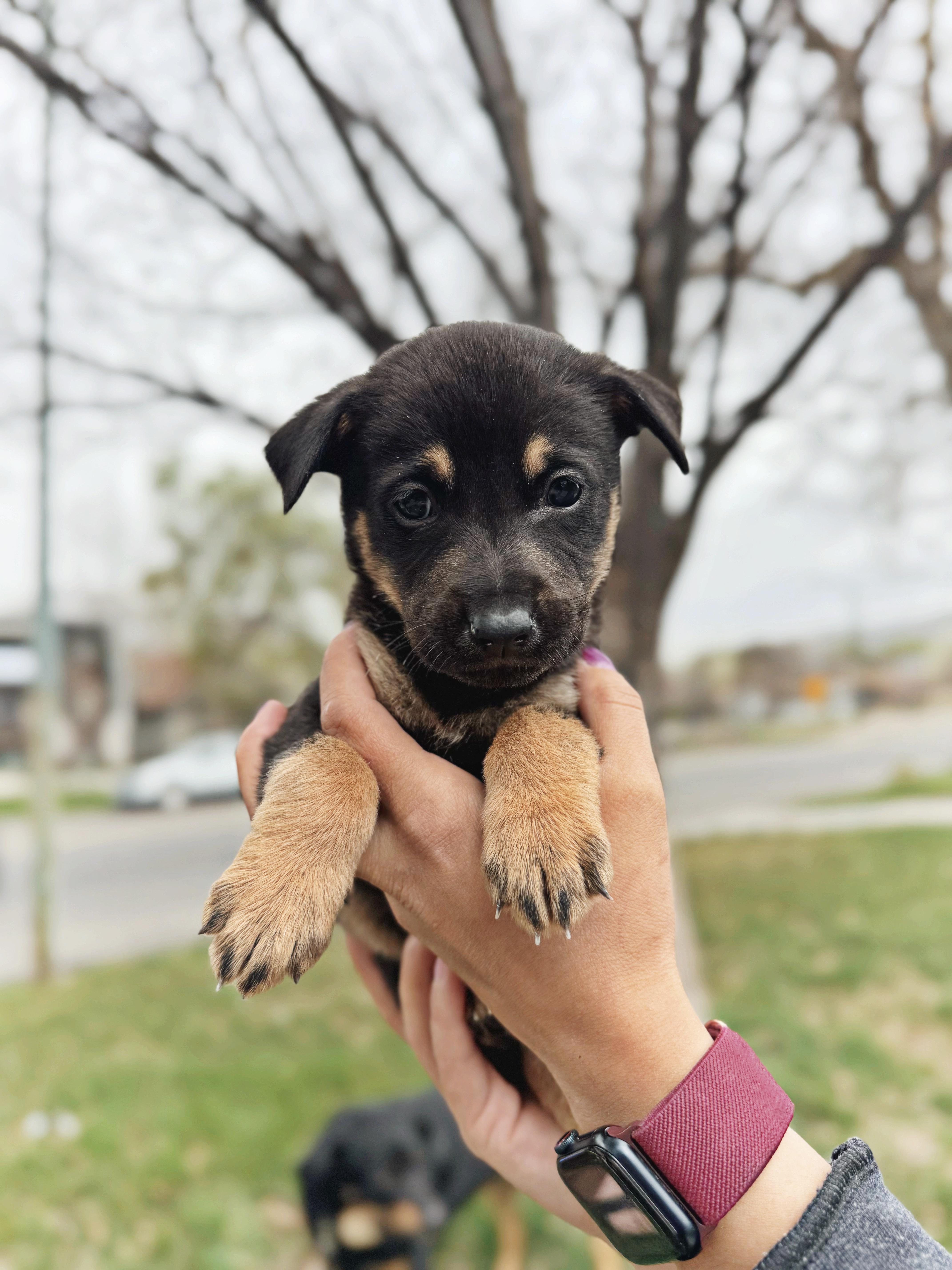 Rocky, ADOPTABLE, Puppy Female German Shepherd Dog & Rottweiler.